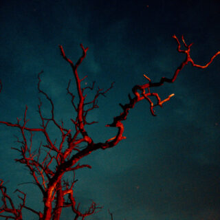 tree dark sky